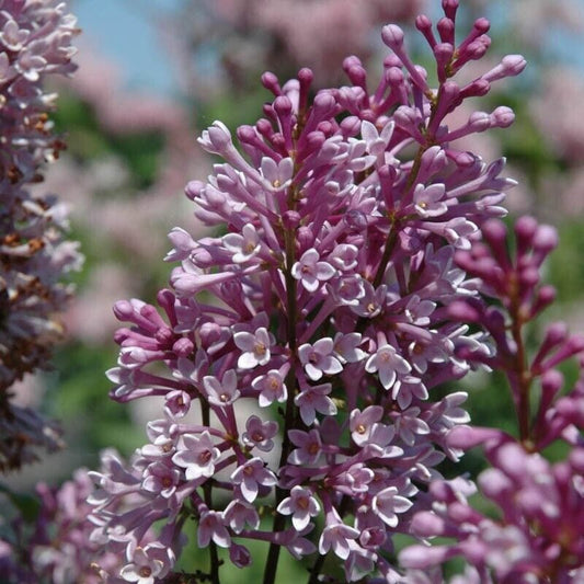 25 Royality Lilac Seeds Tree Fragrant Flowers Perennial Seed Flower 977 USA