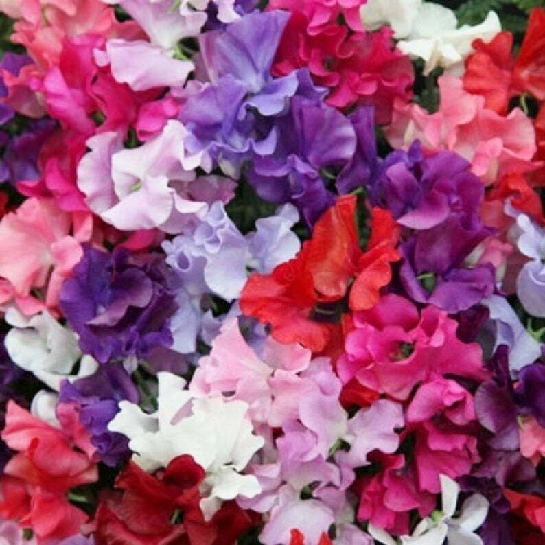 25 Mammoth Mix Sweet Pea Seeds Flowers Seed Flower Annual Bee Butterfly 336