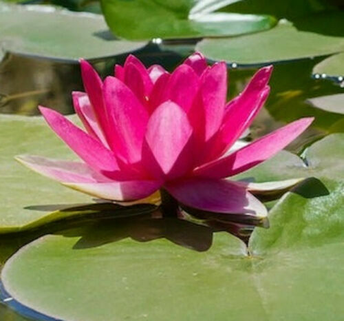 5 Bright Pink Water Lily Seeds Nymphaea spp Flowering Blooms Hardy Tropical 940