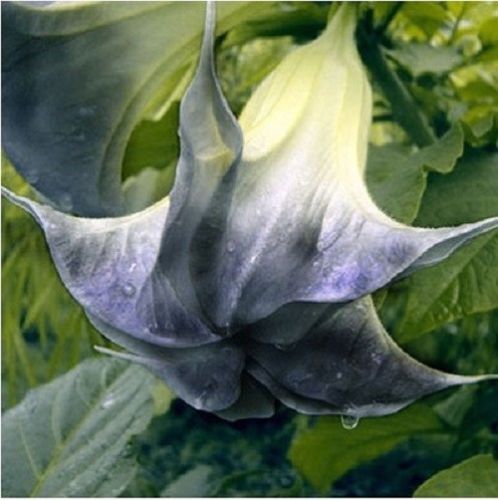 10 Black Angel Trumpet Seeds Brugmansia Datura Flower Fragrant 284 US SELLER