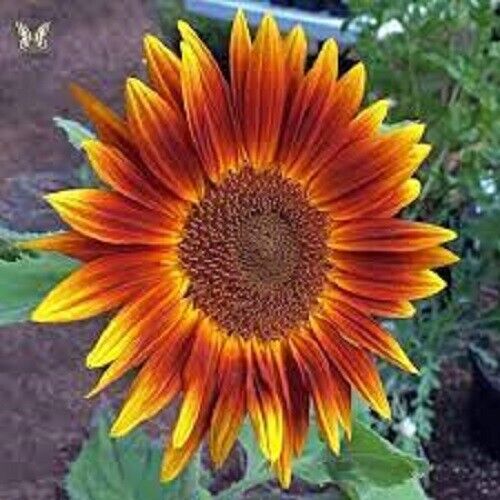 25 Little Becka Sunflower Seeds Flowers Seed Flower Perennial Sun Bloom 532