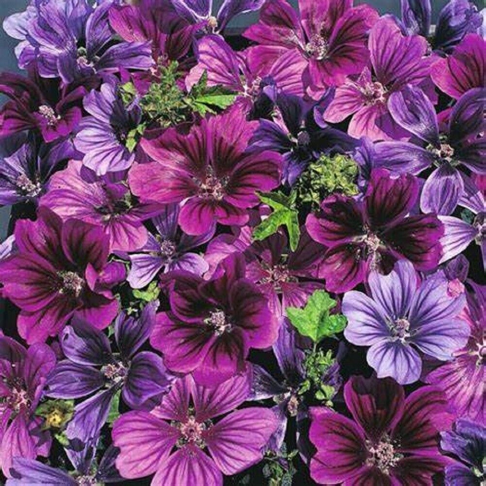 25 Merlin Purple Hollyhock Seeds Perennial Flower Seed Flowers 866 US SELLER