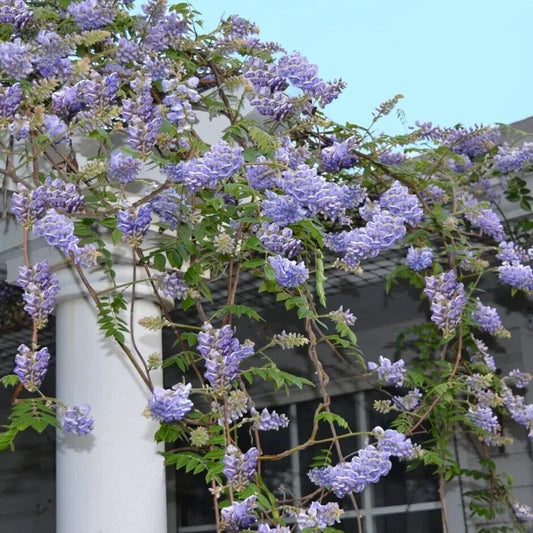 5 Frutescents Wisteria Seeds Vine Climbing Flower Perennial Seed 997 US SELLER