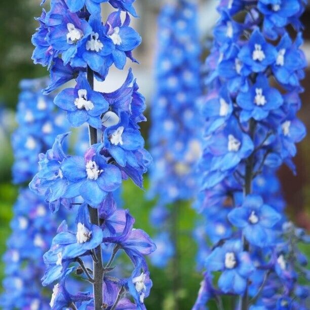 50 Blue Bird Delphinium Seeds Perennial Garden Flower Bloom Seed Flowers 747 USA