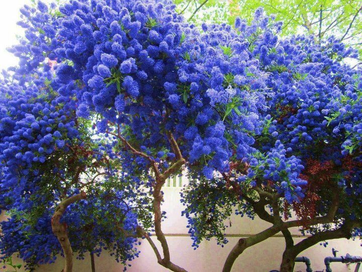 25 California Lilac Seeds Tree Fragrant Hardy Perennial Flower 357 US SELLER