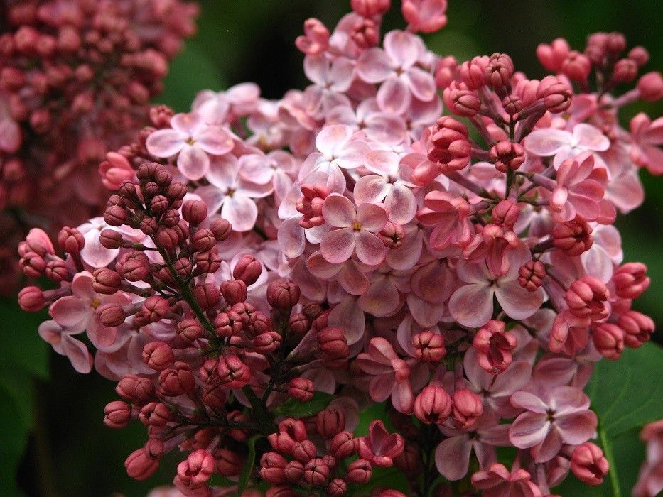 25 Pink Lilac Seeds Fragrant Hardy Perennial Flower Flowers Seed 376 US SELLER
