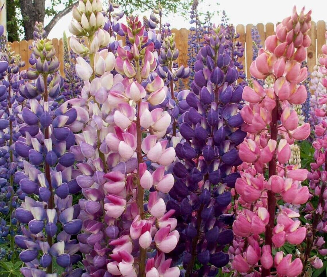 25 Russell Blend Lupine Seeds Flower Perennial Flowers Hardy Seed 1029 US SELLER