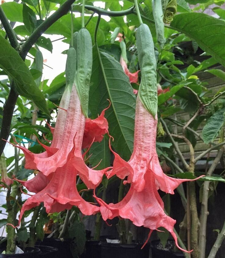 10 Summer Rose Angel Trumpet Seeds Flowers Seed Flower Brugmansia Datura 668 USA