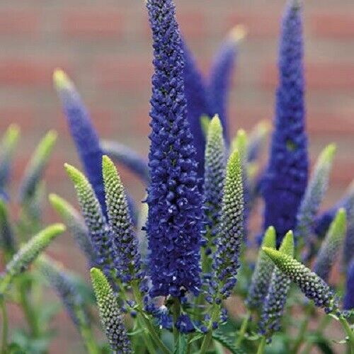 100 Blue Veronica Seeds Speedwell Royal Candle Perennial Flowers 258 US SELLER