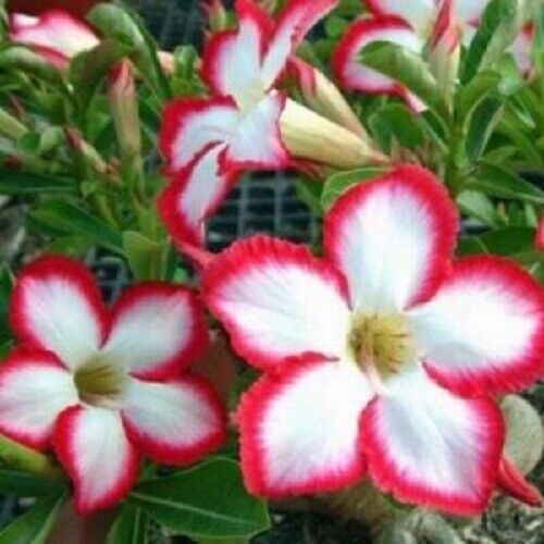 4 White Red Desert Rose Seeds Adenium Obesum Flower Exotic Seed Flowers 339