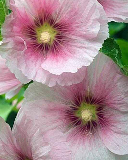 25 Blush Hollyhock Seeds Perennial Flower Seed Flowers 832 US SELLER Pink White
