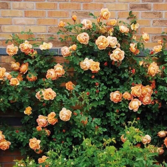 10 Climbing Light Orange Rose Seeds Flower Bush Perennial Shrub Flowers 1297