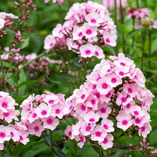 50 White Pink Phlox Seeds Flower Perennial Seed Flowers Butterfly 56 US SELLER
