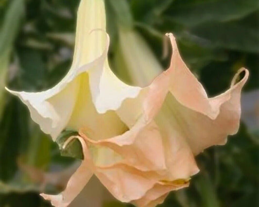 10 Apricot Rose Angel Trumpet Seeds Flowers Seed Brugmansia Datura 625 USA SELL