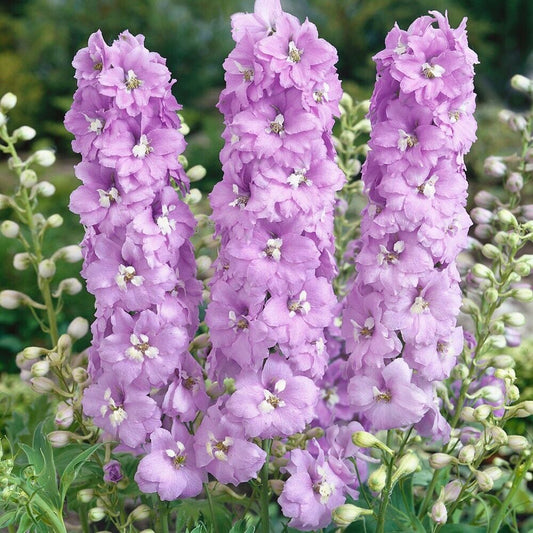 50 Lilac Pink Delphinium Seeds Perennial Flower Garden Seed Flowers 785 USA