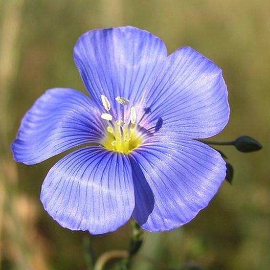 150 Annual Blue Flax Seeds Linum usitatissimum Annual Bloom Flowering Seed 1006