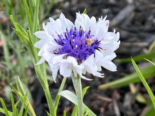 50 White Purple Bachelor's Button Seeds Annual Seed Flower Flowers Garden 619