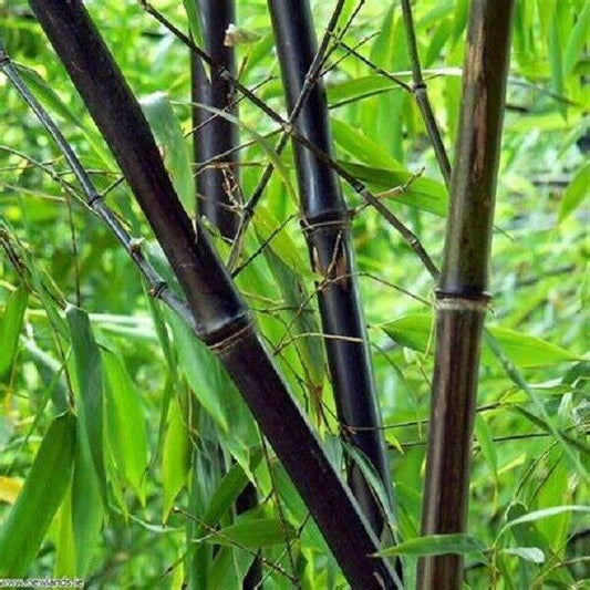 50 Zi Ran Zhu Bamboo Seeds Privacy Climbing Garden Clumping Shade Screen 755