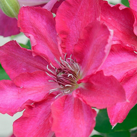25 Deep Pink Clematis Seeds Climbing Perennial Plumeria Bloom Seed 712 USA SELLE