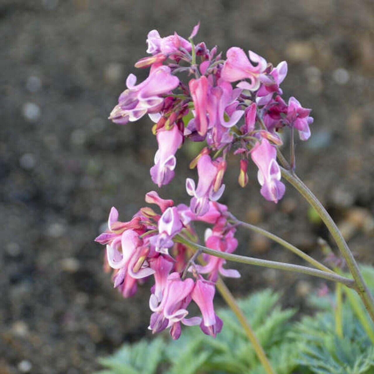 25 Pink Diamon Bleeding Heart Seeds Dicentra Spectabilis Shade Flower Garden 697