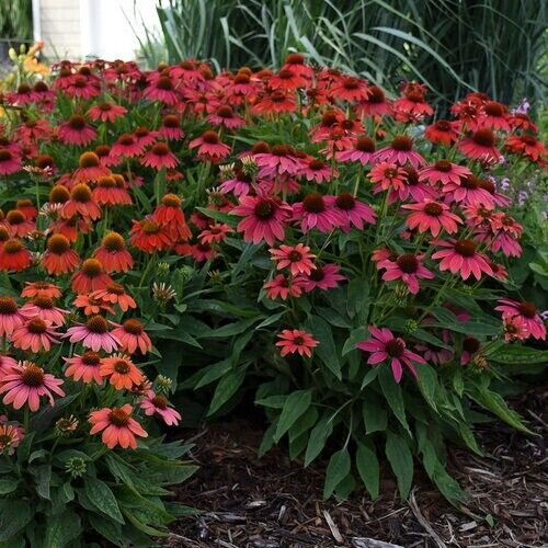 50 Firefinch Coneflower Seeds Echinacea Perennial Flowers Flower Seed 1152 USA