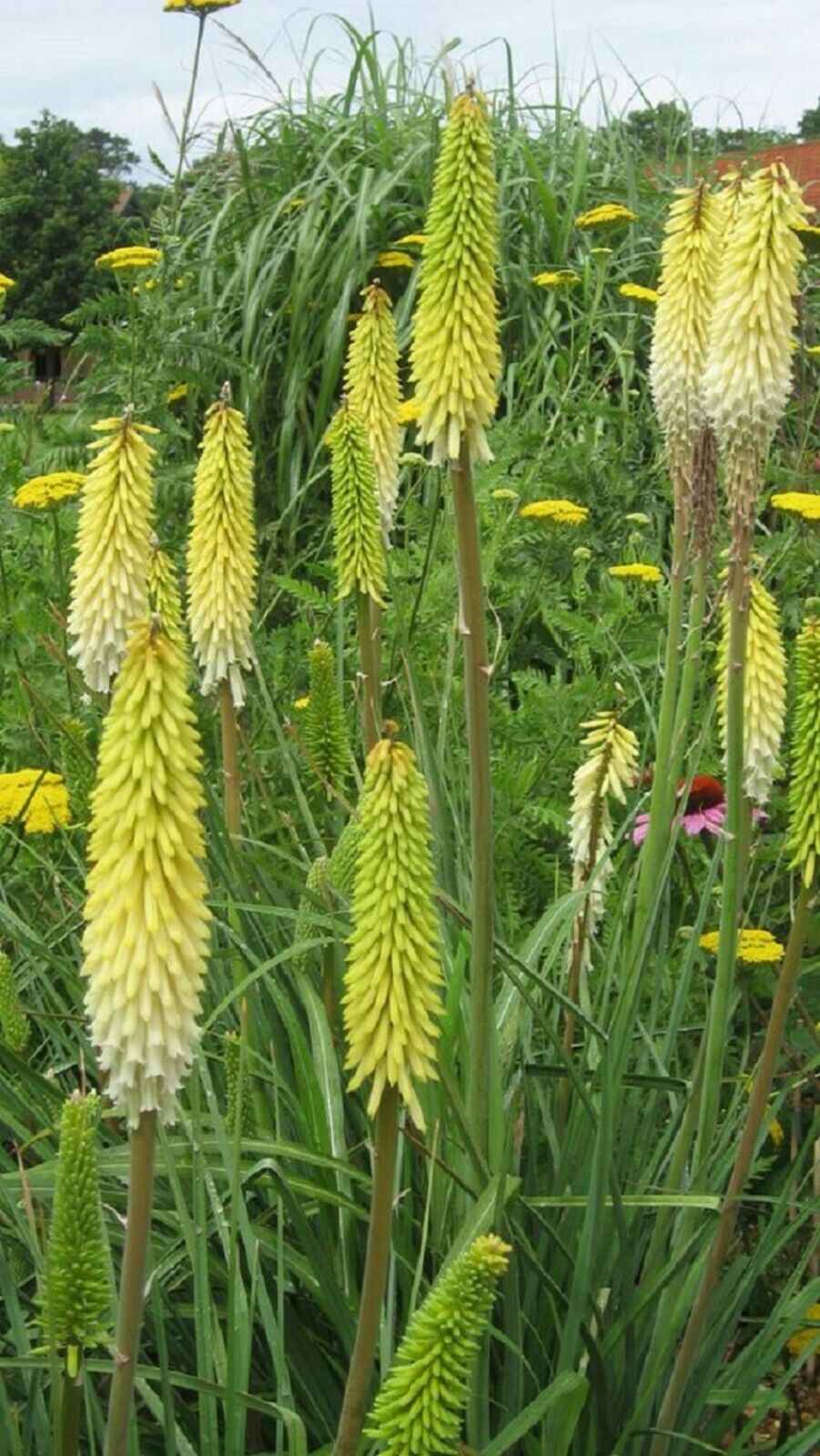 25 White Yellow Hot Poker Torch Lily Flower Seeds Perennial Seed 404 US SELLER