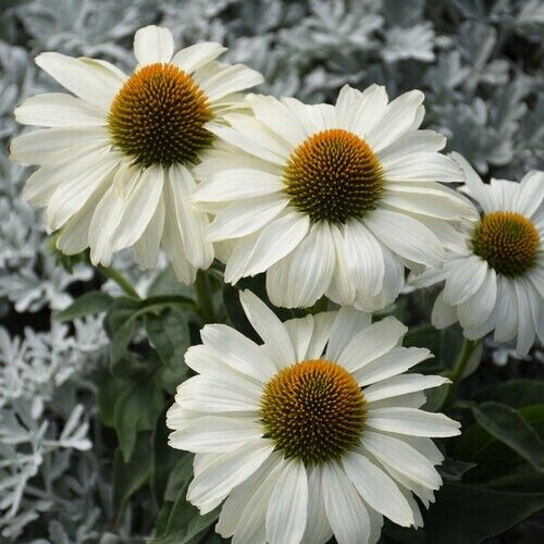 50 Price is White Coneflower Seeds Echinacea Flower Perennial Flowers 1398 USA