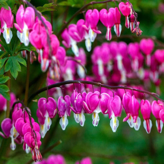 25 Bright Pink Purple Bleeding Heart Seeds Flowers Seed Flower 317 US SELLER