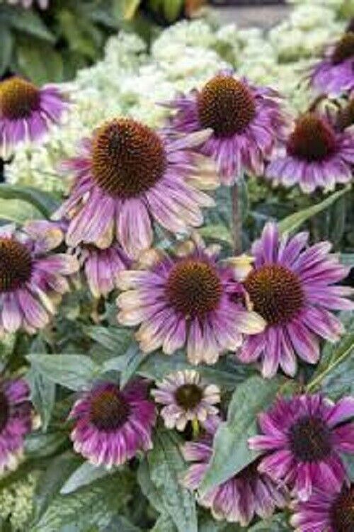 50 Sweet Sandia Coneflower Seeds Echinacea Flower Perennial Flowers 1397 US SELL