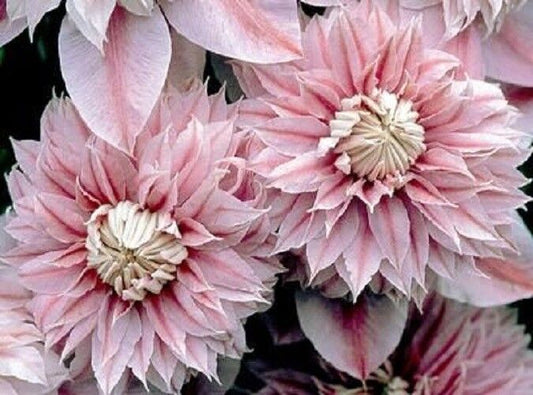 25 Double Light Pink Clematis Seeds Seed Climbing Perennial Flower 77 US SELLER