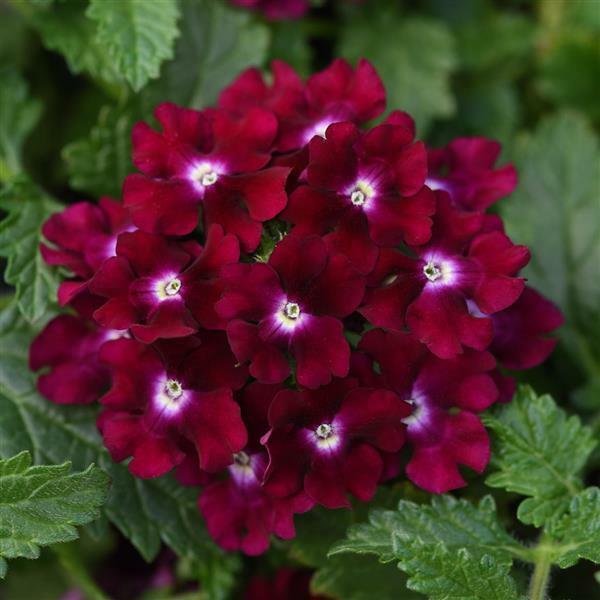 50 Magenta Verbena Seeds Flower Seed Spring Perennial Flowering Blooms USA 253