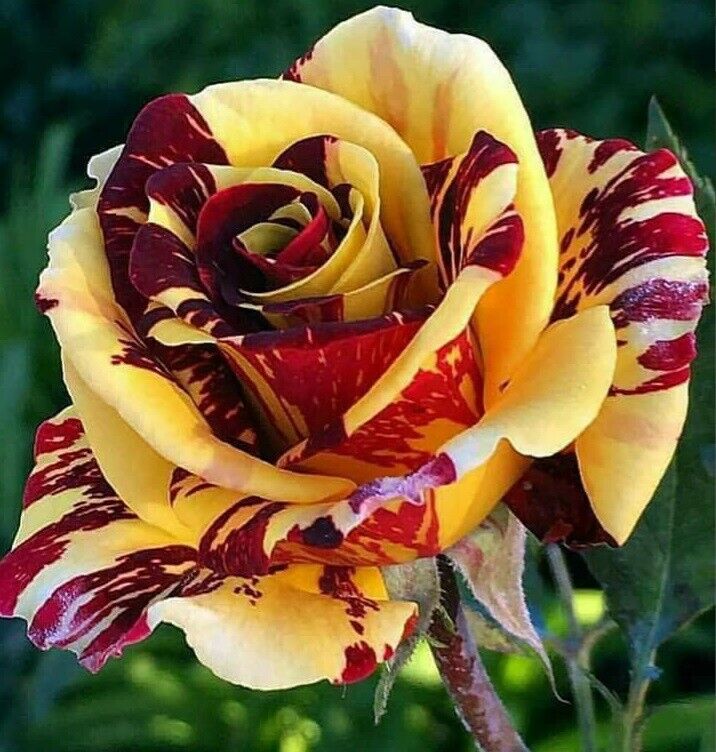 10 Yellow Red Rose Seeds Flower Bush Perennial Bloom Shrub Flowering Seed 1353