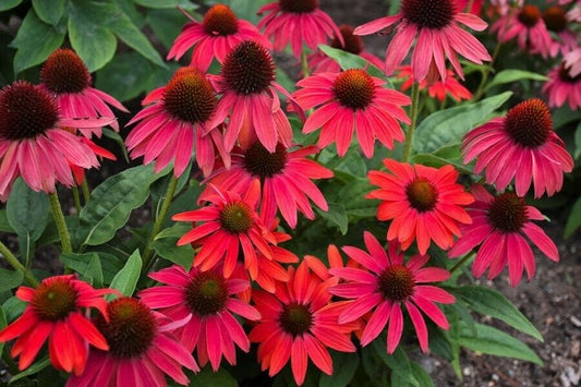 50 Fire Red Coneflower Seeds Echinacea Perennial Flowers Seed 1110 USA SELLER