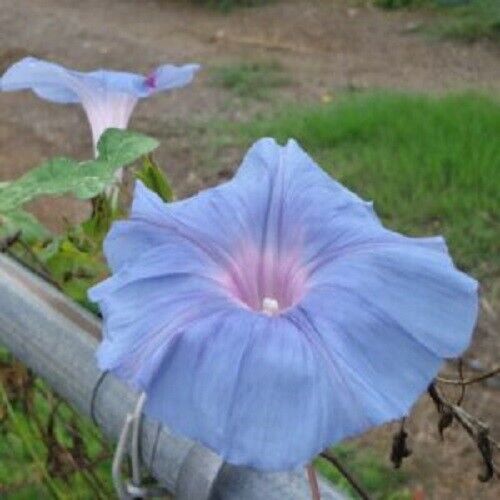 20 Light Blue Pink Morning Glory Seeds Annual Flowers Climbing Vine 346 US Sell