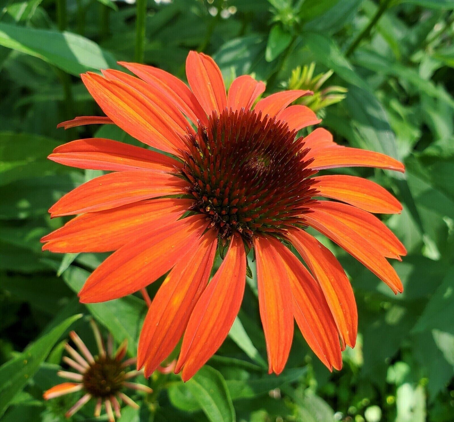 50 Orange Tangerine Coneflower Seeds Echinacea Perennial Flowers Flower 1362 USA