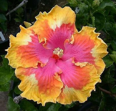 20 Pink Yellow Orange Hibiscus Seeds Flowers Flower Seed Perennial Bloom 479