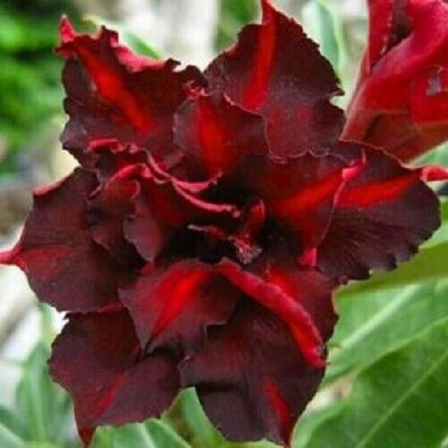 4 Dark Red Desert Rose Seeds Adenium Flowers Flower Perennial 62 US SELLER
