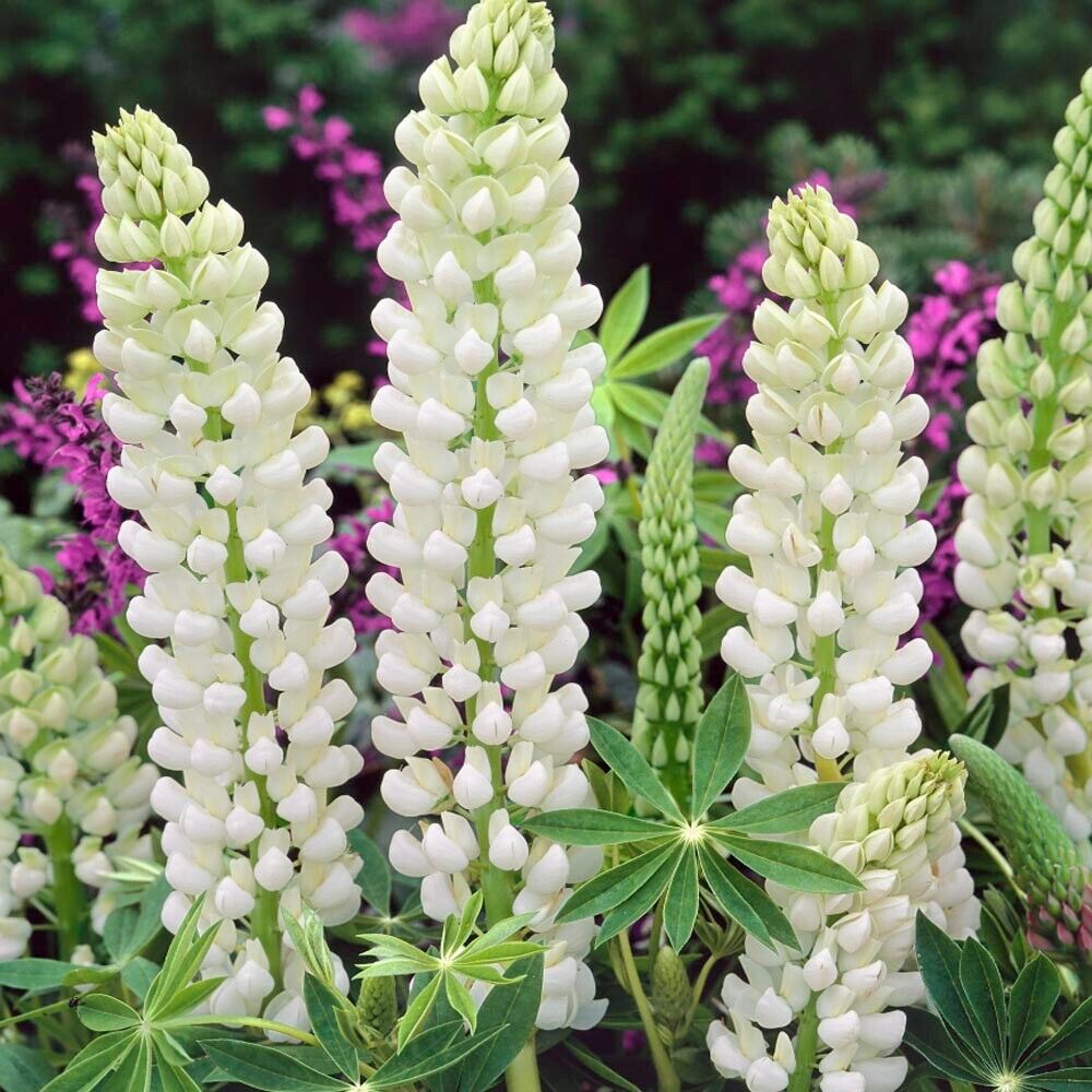25 Noble Maiden Lupine Seeds Flower Perennial Flowers Hardy Seed 1009 US SELLER
