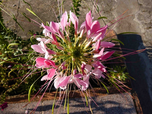 100 Taffy Pink Spider Seeds Clome Spinosa Perennial 1195 US Seller Flower Bee