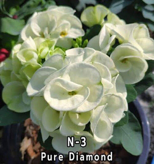 1 "Pure Diamond" Crown Of Thorns Plant Euphorbia Milii Plants Rooted CT-90