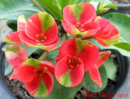 1 Red Millionare Crown Of Thorns Plant Euphorbia Milii Starter Plants Rooted