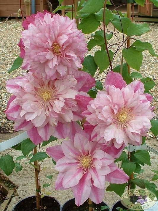 25 Double Light Pink Clematis Seeds Bloom Climbing Perennial Plumeria Seed 81