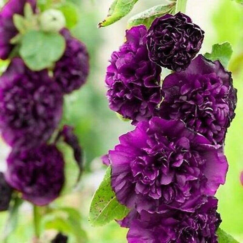 25 Double Dark Purpl Hollyhock Seeds Perennial Flower Seed Flowers 865 US SELLER