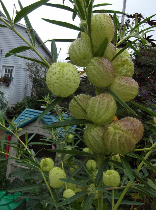 20 Butterfly Balls Seeds Perennial Hairy Ball Seed Perennial 14 US SELLER