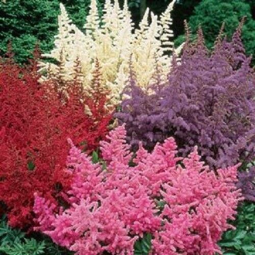 50 White Pink Red Astilbe Seeds Bunter Shade Perennial Garden Flower Seed 215