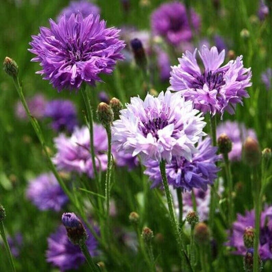 50 Purple Bachelor's Button Seeds Annual Seed Flower Flowers Garden 612 USA SELL