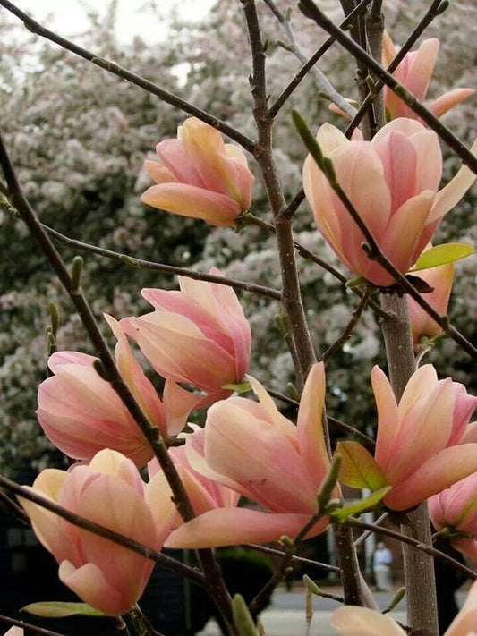 5 Coral Lake Magnolia Seeds LILY FLOWER TREE Fragrant Tulip Seed 130 US SELLER