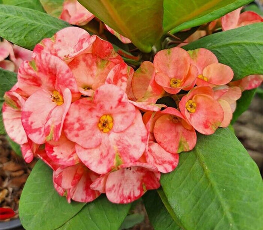 1 "Na Korn Thai" Crown Of Thorns Plant Euphorbia Milii Plants Well Rooted