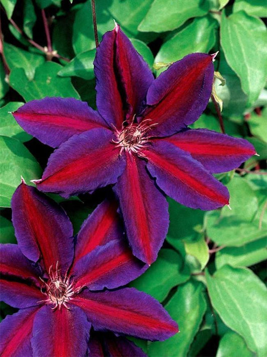 25 Purple Red Clematis Seeds Large Bloom Climbing Perennial Garden Flower 405