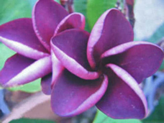 5 Purple Plumeria Seeds Plants Flower Flowers Perennial Seed 501 US SELLER